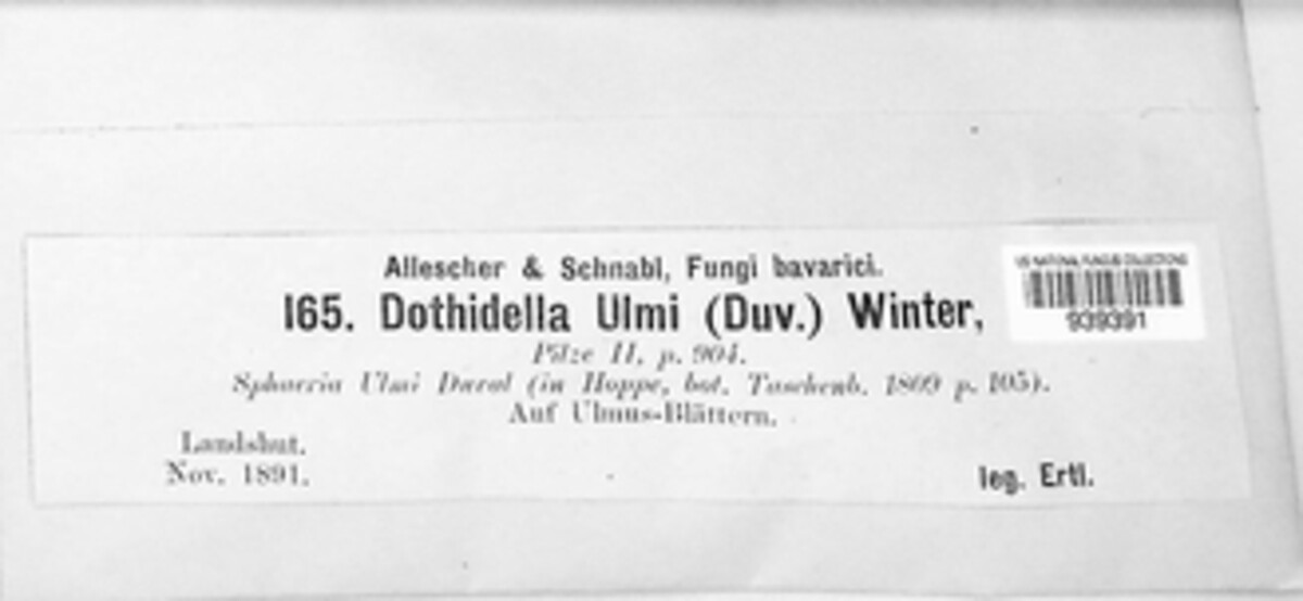 Dothidella ulmi image
